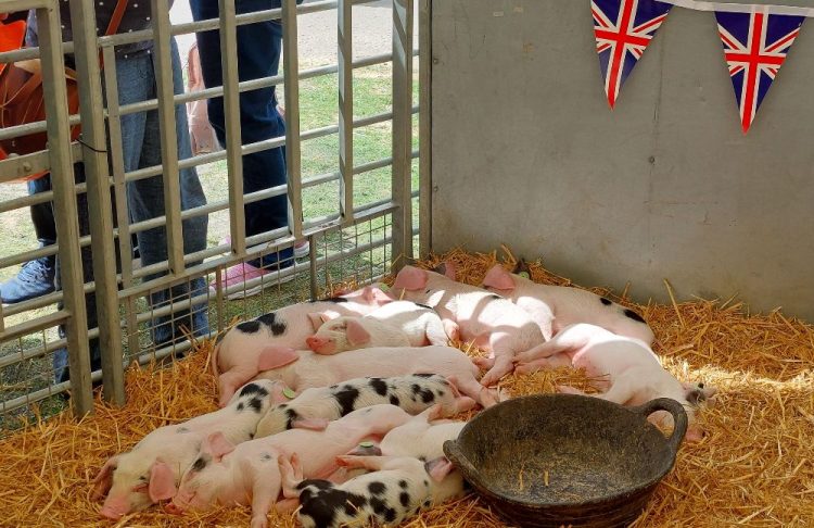 The Heart of the Countryside: Exploring the Significance of UK Country Shows