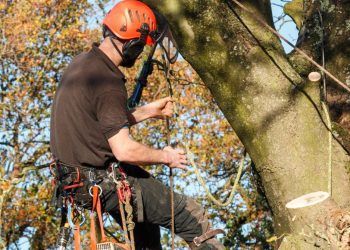 Expert Tree Care in Leicester: The Benefits of Hiring a Qualified Professional