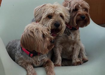 Seamless Stays and Happy Paws: How Dog Boarding London Offers More Than Just Care