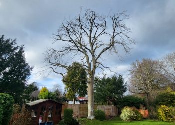 Protecting Your Landscape: Why Crown Reduction Matters