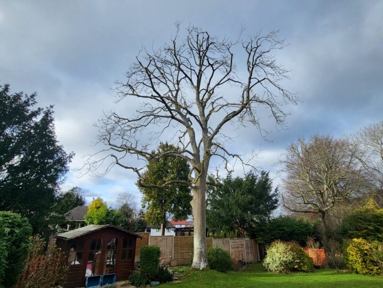 Protecting Your Landscape: Why Crown Reduction Matters